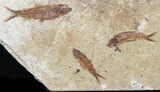 Fossil Fish (Knightia) Multiple Plate - Wyoming #31849-2